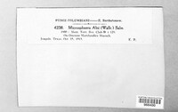 Phyllactinia alnicola image